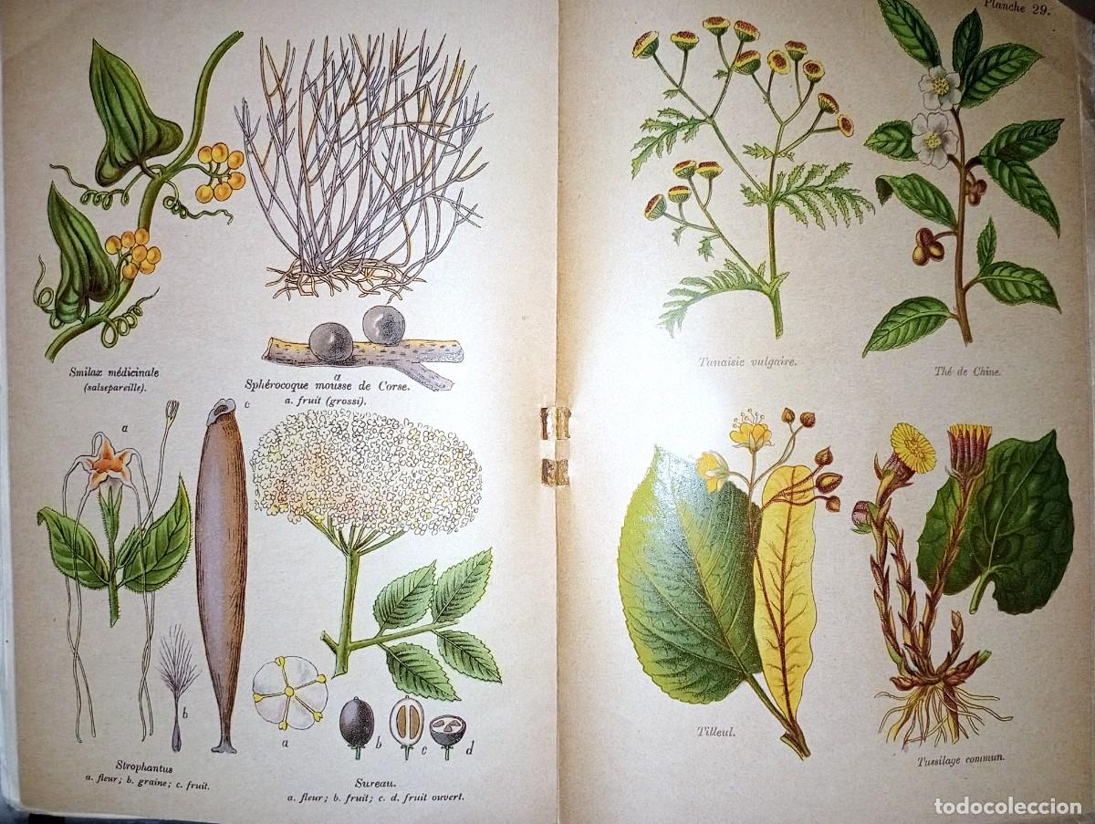 Libros antiguos: LES PLANTES M&Eacute;DICINALES - Foto 4