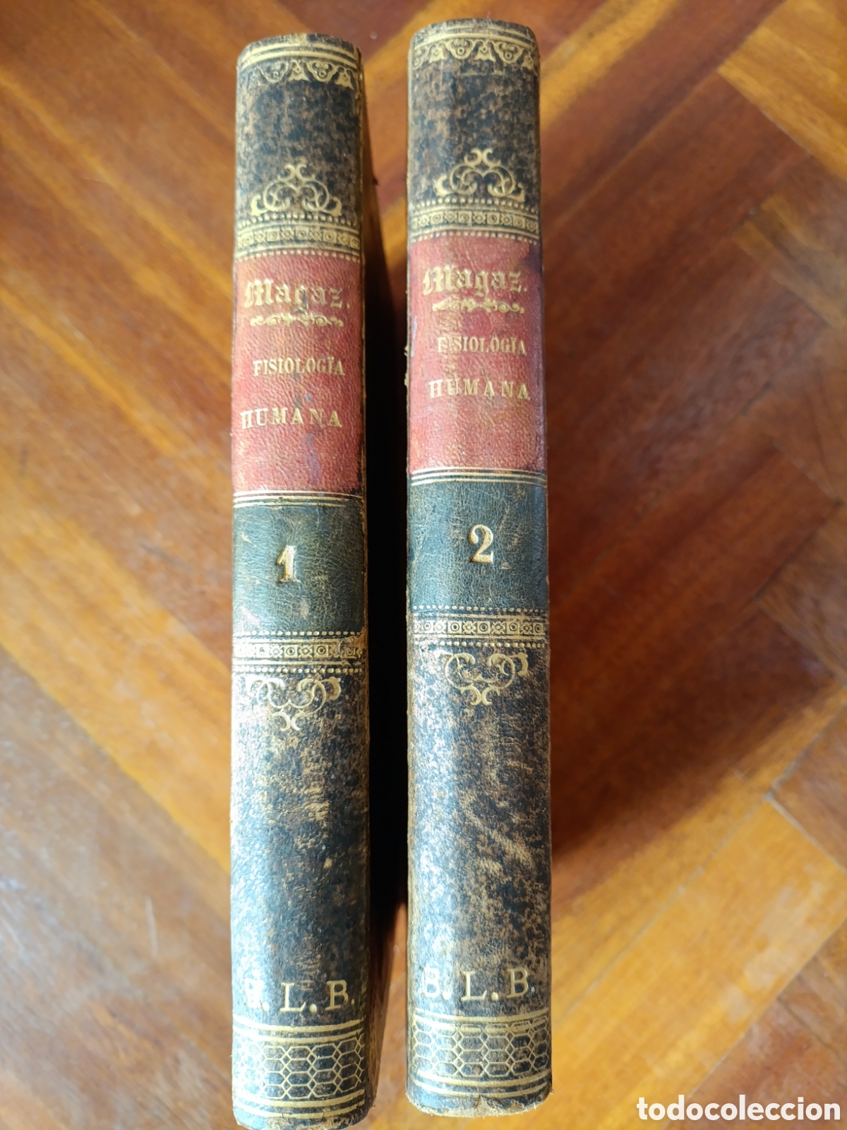 Libros antiguos: &ldquo;Fisiolog&iacute;a Humana &ndash; Magaz (1877) &middot; Tomos I&ndash;II &middot; Piel&rdquo;