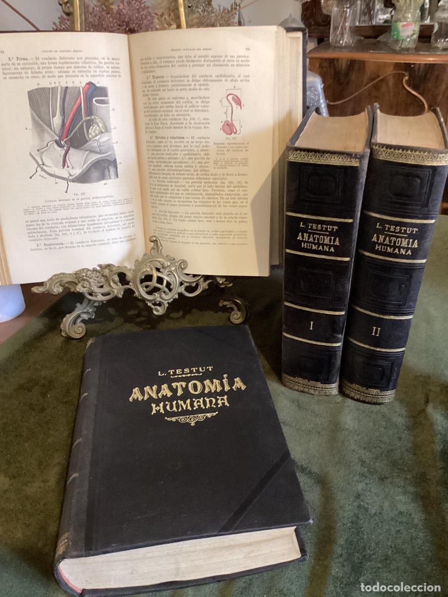 Libros antiguos: L. TESTUT: ANATOM&Iacute;A HUMANA. 4 TOMOS. OBRA COMPLETA. SALVAT, 1925.