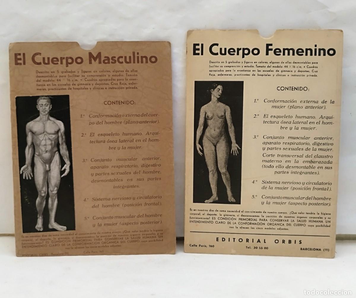 Libros antiguos: El cuerpo masculino y el cuerpo femenino. Los &oacute;rganos sexuales femeninos. Ed. Orbis. Completo.