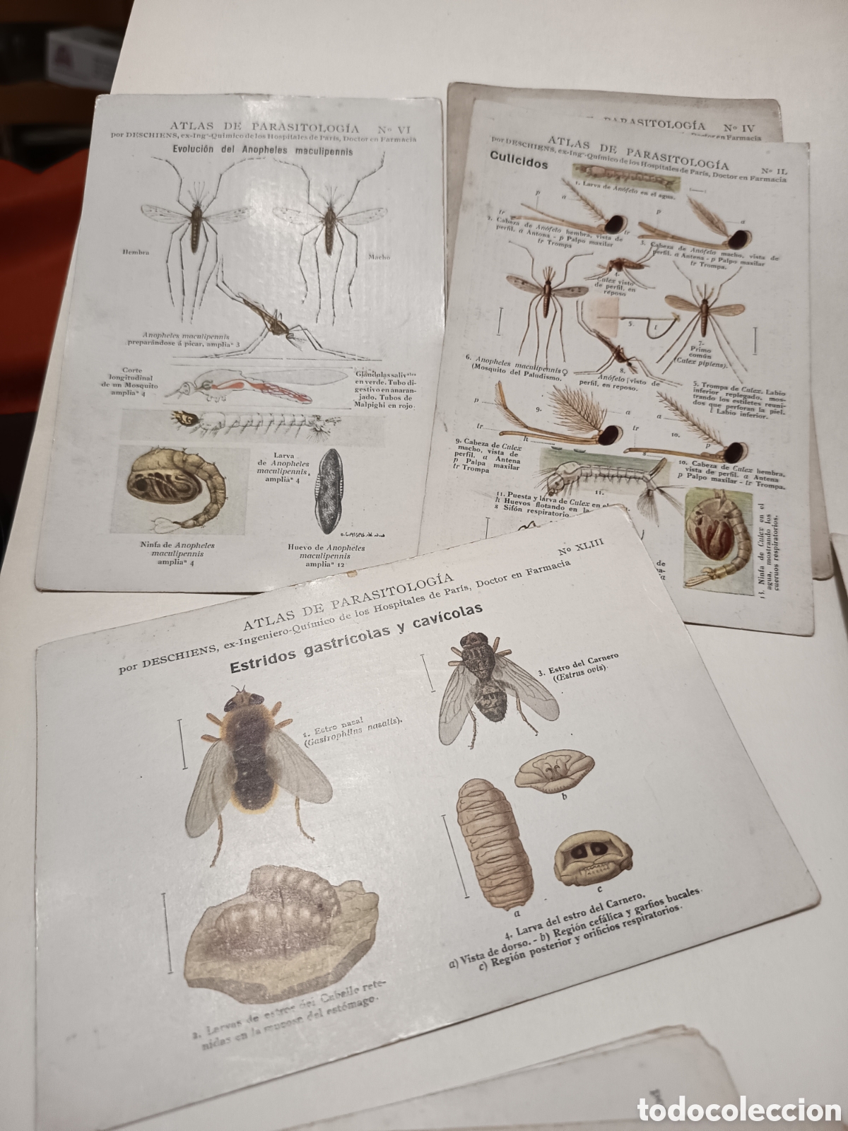 Libros antiguos: Atlas parasitolog&iacute;a por Deschiens 22 fichas a&ntilde;os 30