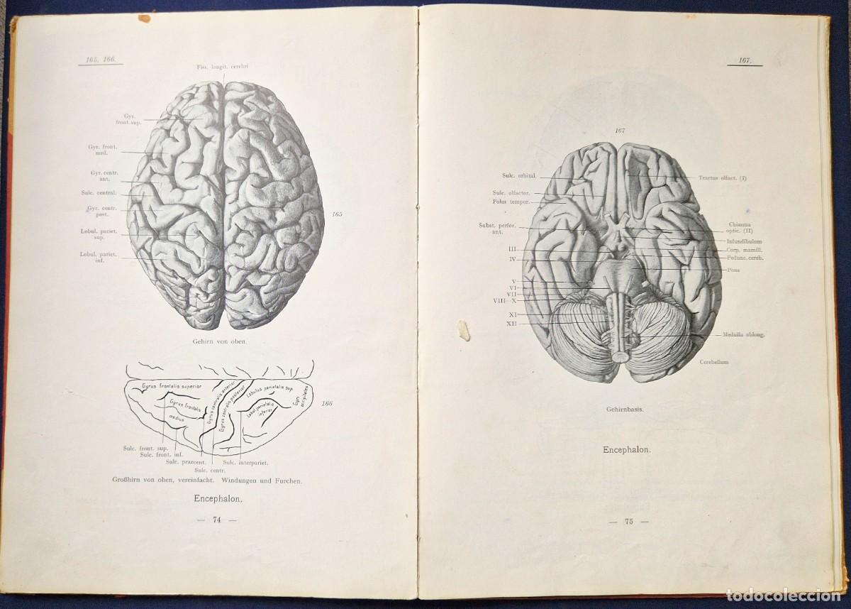 Libros antiguos: Friedrich Merkel - Die Anatomie des Menschen ATLAS (Parte 5) - 1917 - Medicina