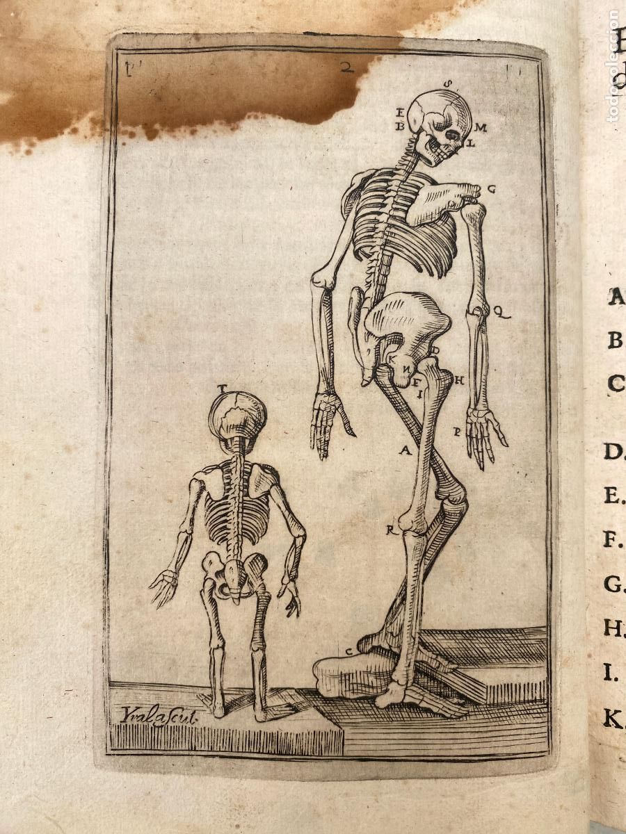 Libros antiguos: PORRAS, Manuel de.- ANATOMIA GAL&Eacute;NICO-MODERNA. Madrid. Alonso y Padilla. 1733.
