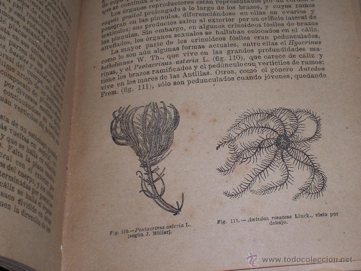 Libros antiguos: Zoologia - Foto 2