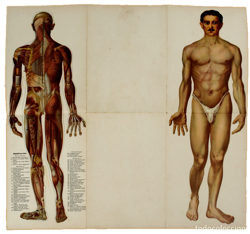 Libros antiguos: CORPO (O) MASCULINO. - Foto 3