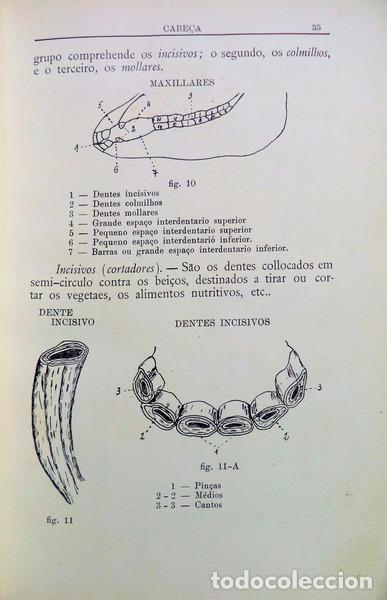 Libros antiguos: SILVA. (Azarias) - ELEMENTOS DE HIPPOLOGIA. - Foto 3