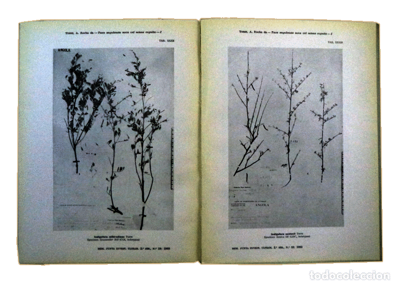 Libros antiguos: ESTUDOS DE BOT&Acirc;NICA. - Foto 3