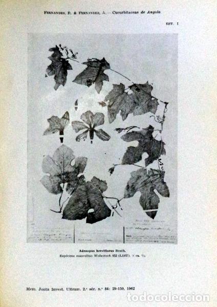 Libros antiguos: ESTUDOS DE BOT&Acirc;NICA. - Foto 2