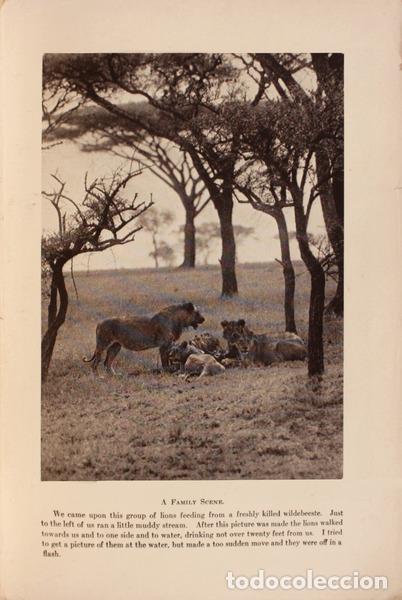 Libros antiguos: JOHNSON. (Martin) - LION. - Foto 3