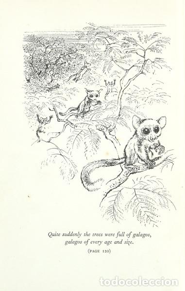Libros antiguos: DURRELL. (Gerald) - THE BAFUT BEAGLES. - Foto 2