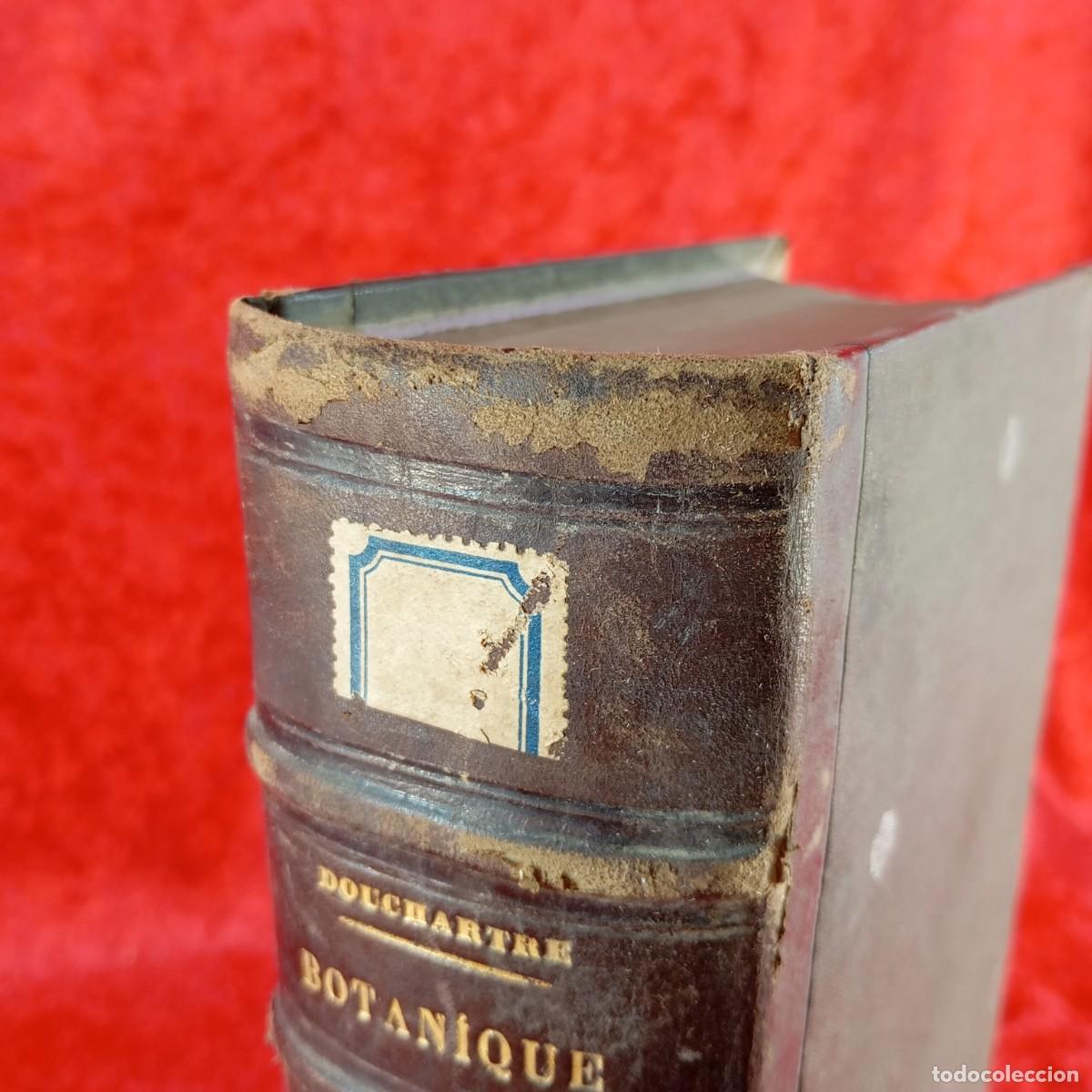 Libros antiguos: &Eacute;L&Eacute;MENTS DE BOTANIQUE - P. DUCHARTRE - 1867 / 4305 - Foto 7