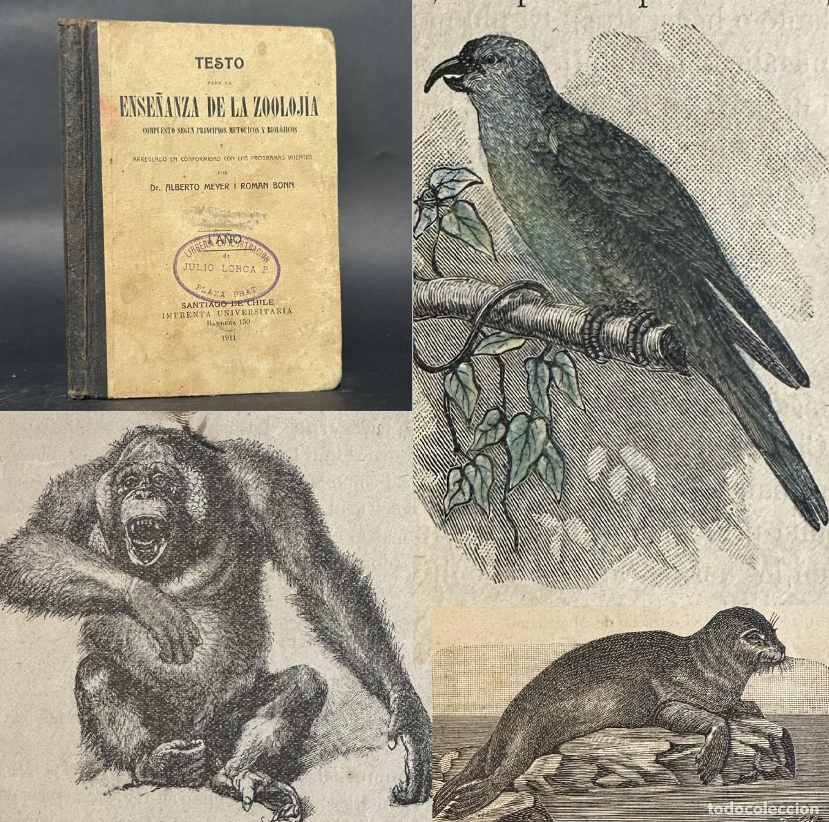 Old books: a&ntilde;o 1911 - ENSE&Ntilde;ANZA DE LA ZOOLOGIA - ILUSTRACIONES - PEDAGOGIA