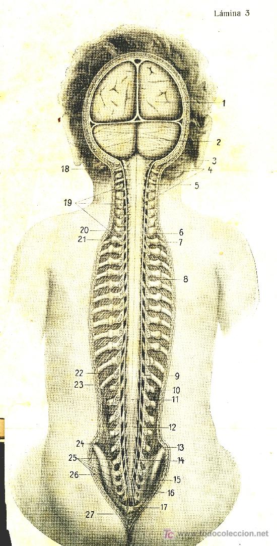 Libros antiguos: EL M&Eacute;DICO EN EL HOGAR / JENNY SPRINGER / ORBIS 1923 - Foto 4