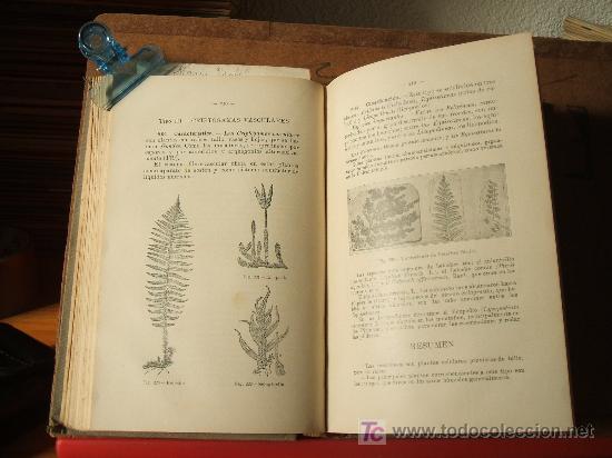 Libros antiguos: ELEMENTOS DE HISTORIA NATURAL . Joaqu&iacute;n Pla Cargol. 1928. - Foto 2