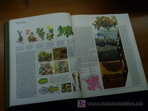 Libros antiguos: Libro de vinos en Ingles. - Foto 2