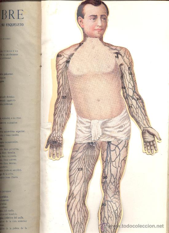 Libros antiguos: ALBUM ANATOMIA ELEMENTAL HOMBRE MUJER - Foto 2
