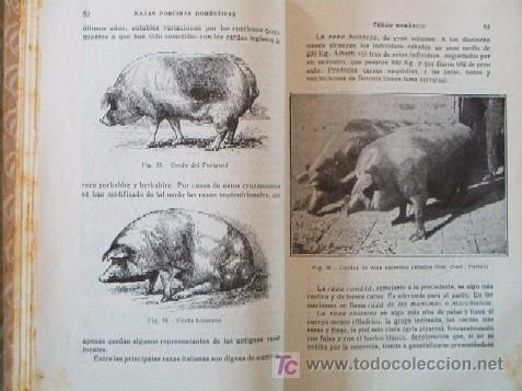 Libros antiguos: LA CRIA DEL CERDO - a&ntilde;o 1934 - Foto 4