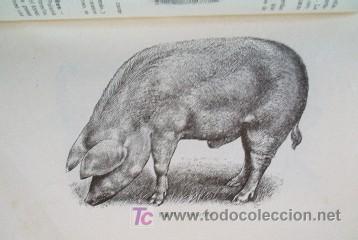 Libros antiguos: LA CRIA DEL CERDO - a&ntilde;o 1934 - Foto 5