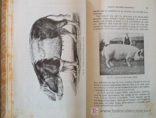 Libros antiguos: LA CRIA DEL CERDO - a&ntilde;o 1934 - Foto 6