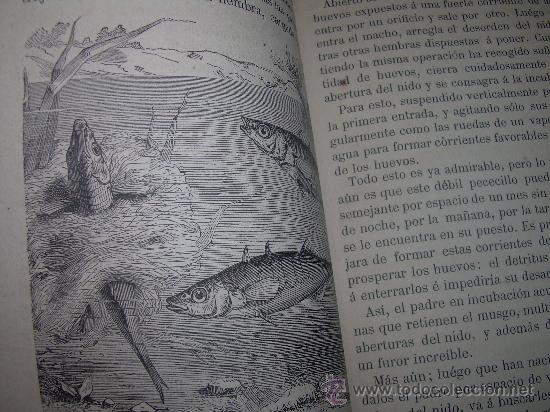 Libros antiguos: AMOR MATERNAL EN LOS ANIMALES......A&Ntilde;O.....1885 - Foto 5