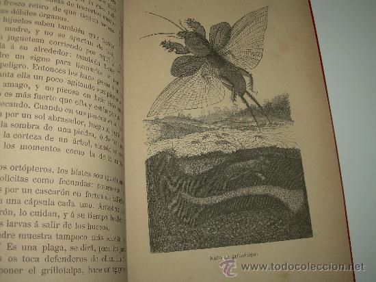 Libros antiguos: AMOR MATERNAL EN LOS ANIMALES......A&Ntilde;O.....1885 - Foto 6