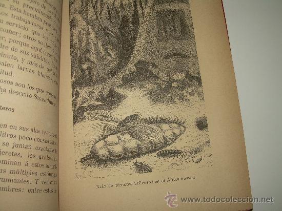 Libros antiguos: AMOR MATERNAL EN LOS ANIMALES......A&Ntilde;O.....1885 - Foto 7