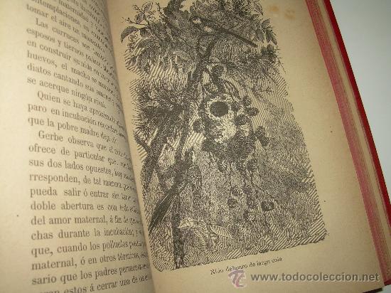 Libros antiguos: AMOR MATERNAL EN LOS ANIMALES......A&Ntilde;O.....1885 - Foto 9
