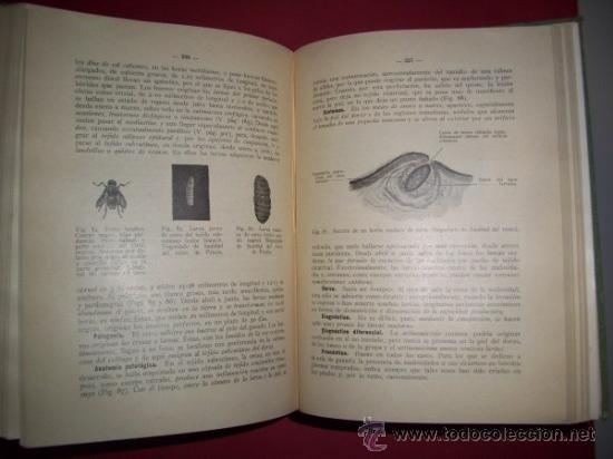 Libros antiguos: WEBER, E.Tratado pr&aacute;ctico de las enfermedades del ganado vacuno - Foto 3