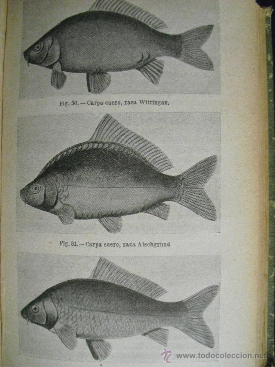 Libros antiguos: Piscicultura. Gu&eacute;naux, G. - Foto 2