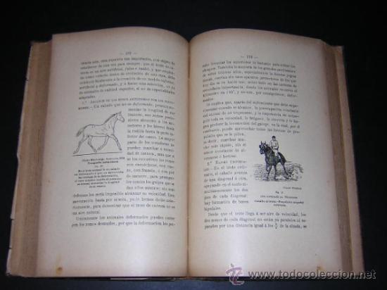 Libros antiguos: 1906 - GASTE - EL MODELO Y LOS AIRES - EQUITACION, CABALLOS - Foto 4