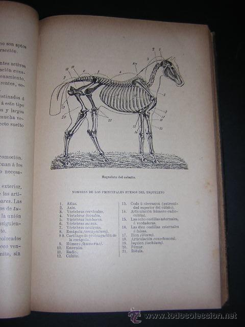 Libros antiguos: 1906 - GASTE - EL MODELO Y LOS AIRES - EQUITACION, CABALLOS - Foto 5