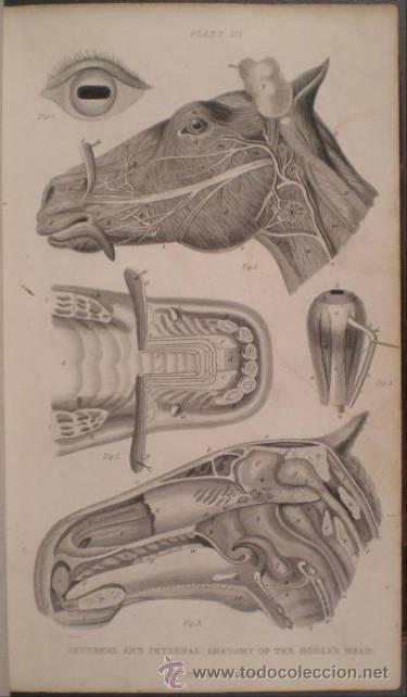Libros antiguos: BROWN, Thomas: A MANUAL OF MODERN FARRIERY - Foto 1