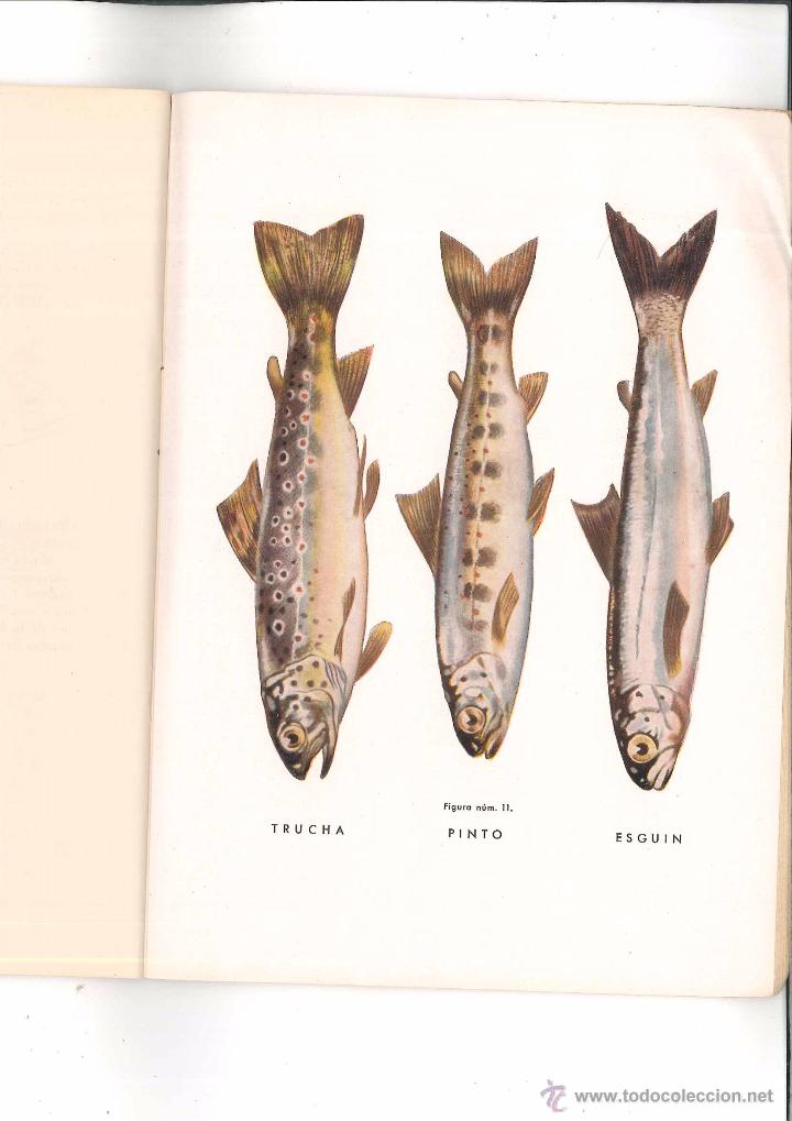 Libros antiguos: la riqueza piscicola en espa&ntilde;a - Foto 2
