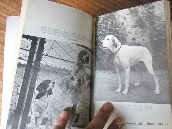 Libros antiguos: LIBRO DE CAZA EL POINTER EUGENIO CRAVERI ED VECCHI 1980 - Foto 4