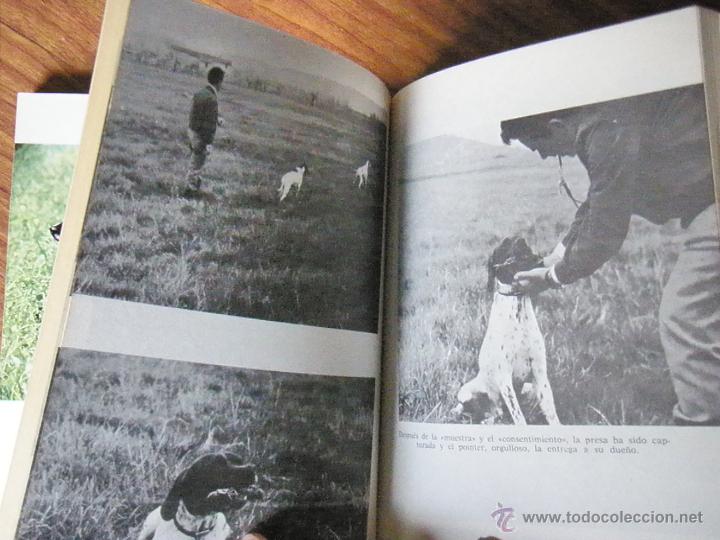Libros antiguos: LIBRO DE CAZA EL POINTER EUGENIO CRAVERI ED VECCHI 1980 - Foto 6