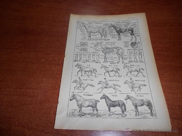 Libros antiguos: BELLA ILUSTRACI&Oacute;N DE DICCIONARIO FRANC&Eacute;S DE 1918: CABALLO