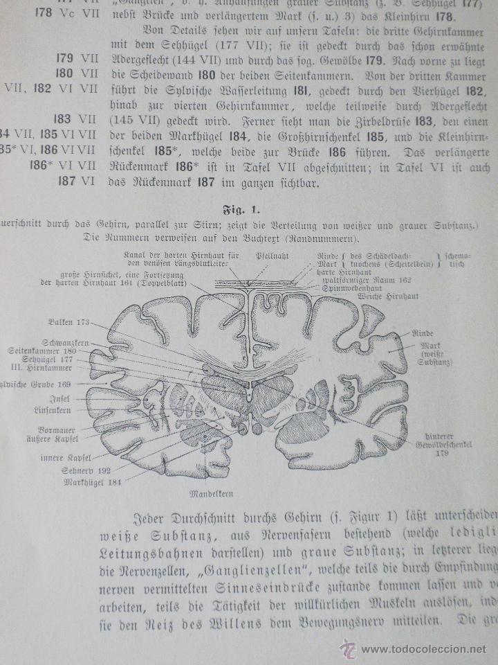 Libros antiguos: Libro anatom&iacute;a. 1910 - Foto 8