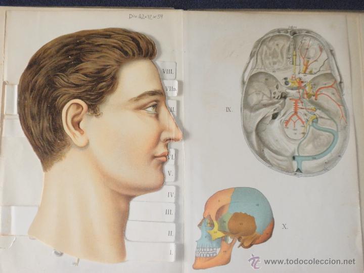 Libros antiguos: Libro anatom&iacute;a. 1910 - Foto 9
