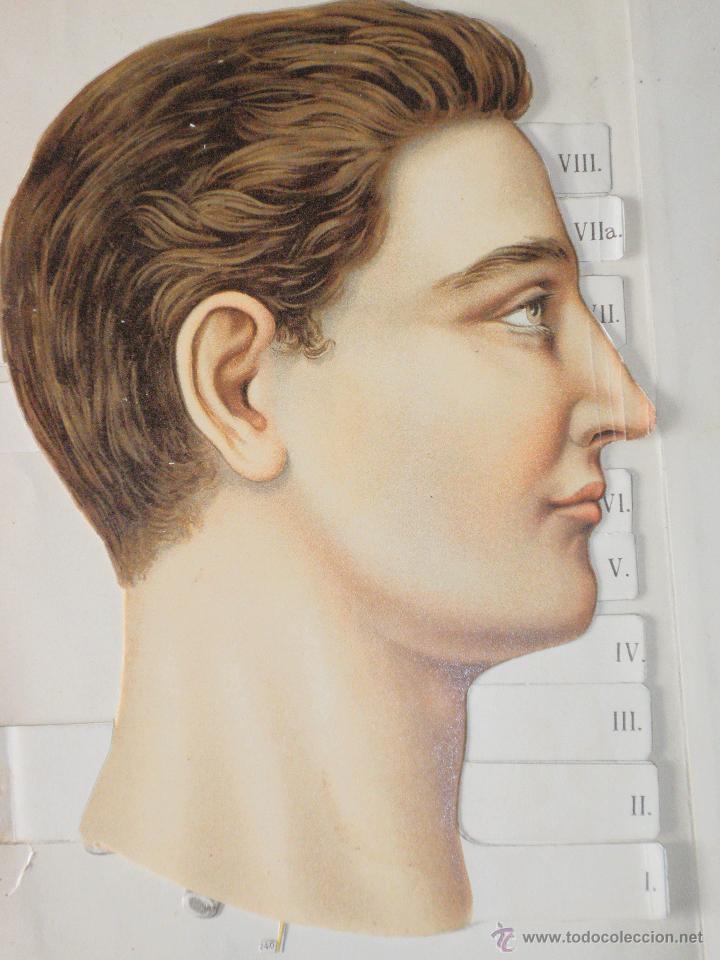 Libros antiguos: Libro anatom&iacute;a. 1910 - Foto 10
