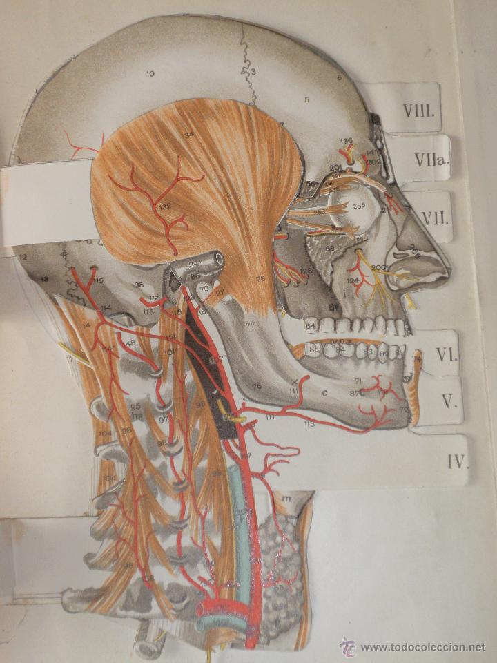 Libros antiguos: Libro anatom&iacute;a. 1910 - Foto 13