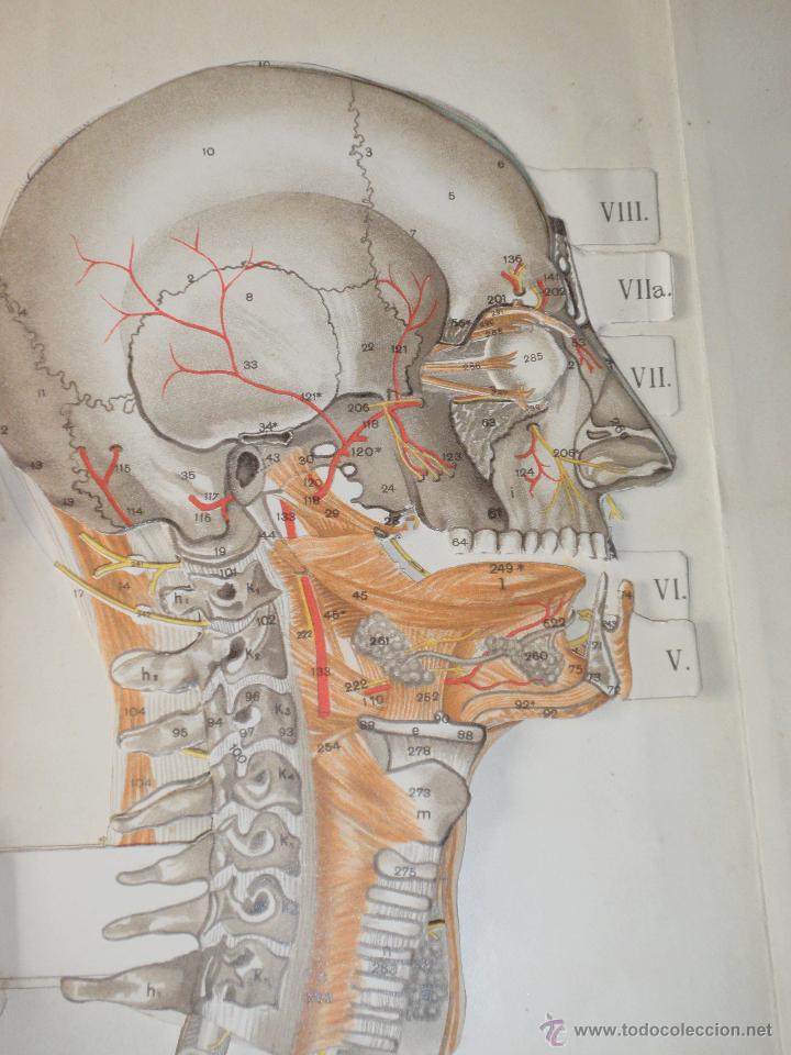 Libros antiguos: Libro anatom&iacute;a. 1910 - Foto 14