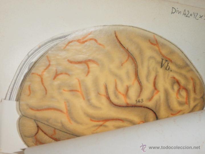 Libros antiguos: Libro anatom&iacute;a. 1910 - Foto 16