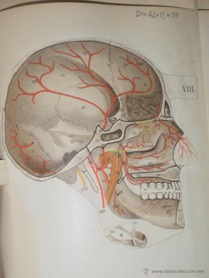 Libros antiguos: Libro anatom&iacute;a. 1910 - Foto 20