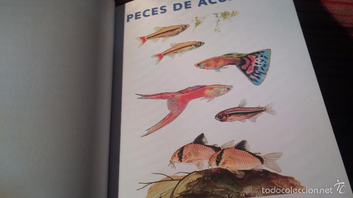 Libros antiguos: Gran lote de libros de peces de acuario - Foto 8