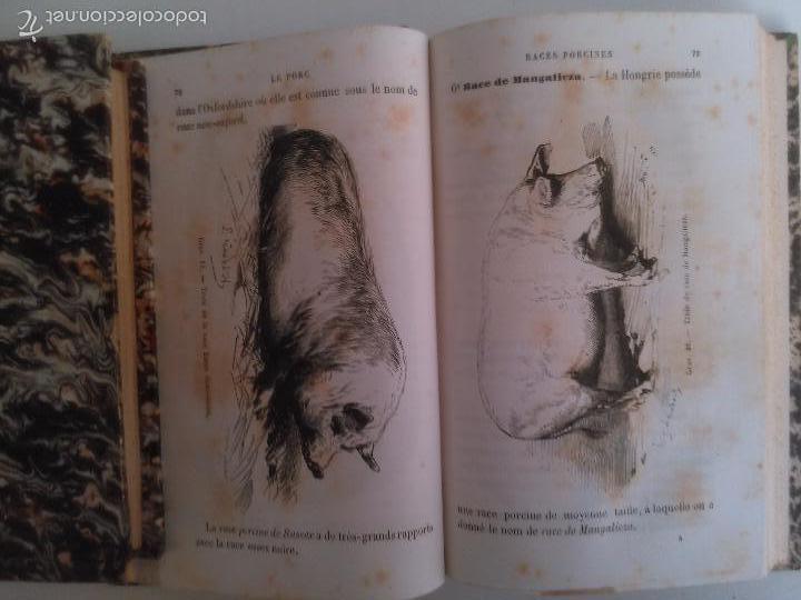 Libros antiguos: Le porc. Gustave Heuze. - Foto 3
