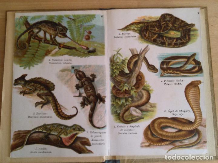 Libros antiguos: Reptiles y amfibios. Ernesto Lessner - Foto 2