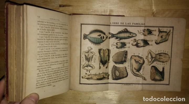 Libros antiguos: 1885 El Libro de las Familias. Novísimo manual práctico de cocina española, francesa y americana - Foto 7 - 115163939