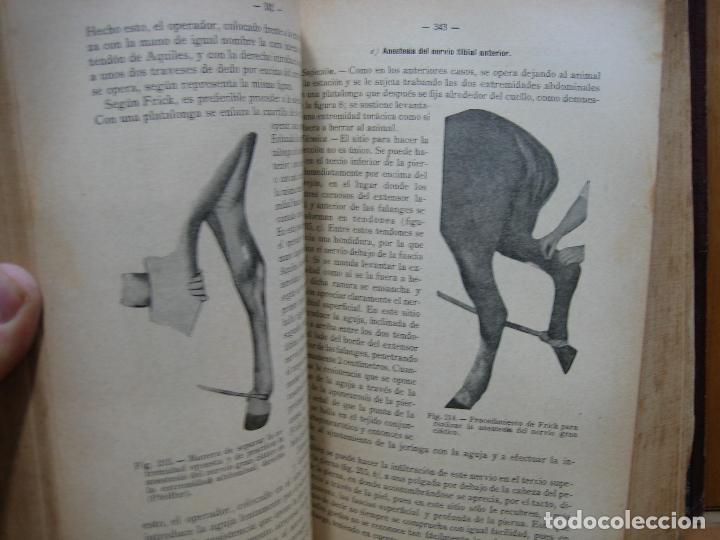 Libros antiguos: Compendio de cirug&iacute;a veterinaria 1916 - Foto 7