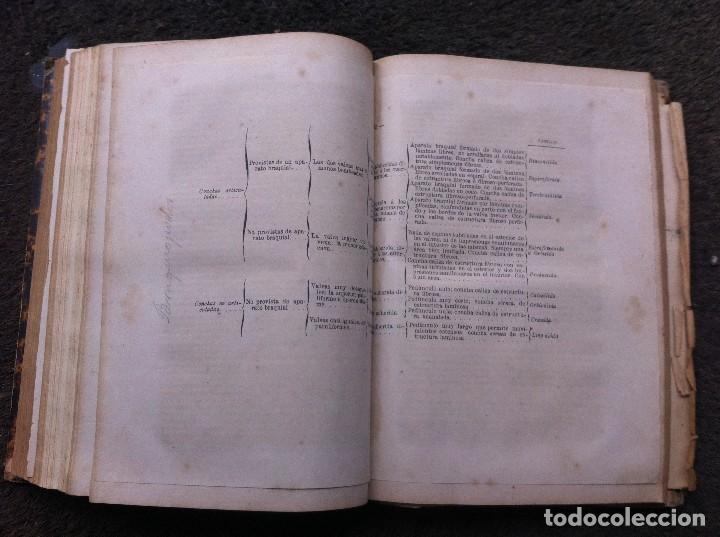 Libros antiguos: CURSO DE PALEONTOLOG&Iacute;A DE LA ESCUELA DE MINAS. - Foto 7
