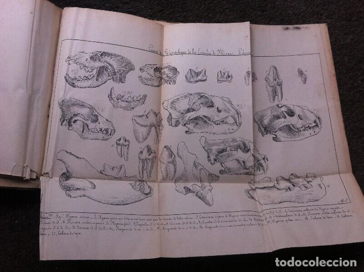 Libros antiguos: CURSO DE PALEONTOLOG&Iacute;A DE LA ESCUELA DE MINAS. - Foto 11